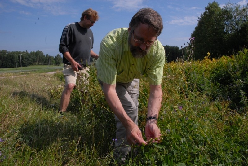 Iiro Ikonen ja Harry Helmisaari harmittelevat rehuvuorenherneen levinneisyyttä Merikulmantiellä