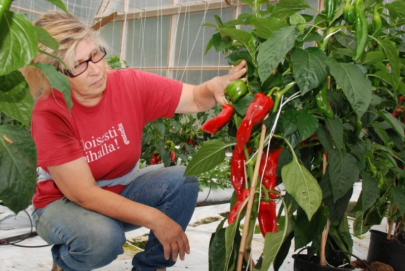 Suippopaprikat alkavat olla valmiita kaupan hyllylle. Milja Suvanto kokeili lajia jo viime vuonna, mutta vain omaan käyttöön.