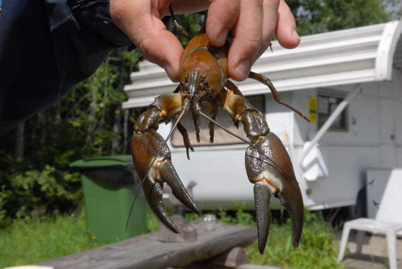 Rapukausi käynnistyi tiistaina ja jatkuu lokakuun loppuun