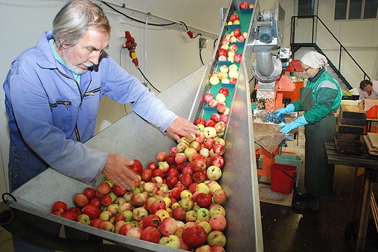 Omenamehu syntyy ryhmätyönä: Heikki Teiro asettelee omenoita matkalle mehustuskoneeseen, Virva Niittynen kerää omenasilppua ja Mailis Teiro valmistelee pulloja.