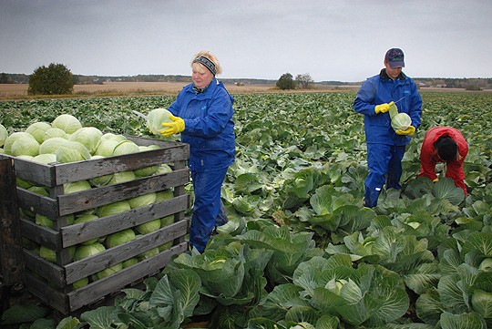 Pirjo Salminen, hänen poikansa Erkki Salminen sekä Taija Eskola keräsivät maanantaina keräkaaleja kauppoihin toimitettavaksi. Viikon loppuun mennessä pelto on jo kaaleista tyhjä.