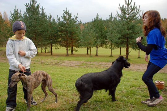 Karelin ja Kashira Kajander ovat taitavia koiranesittelijöitä. Kuvassa mukana Remy ja Stella.
