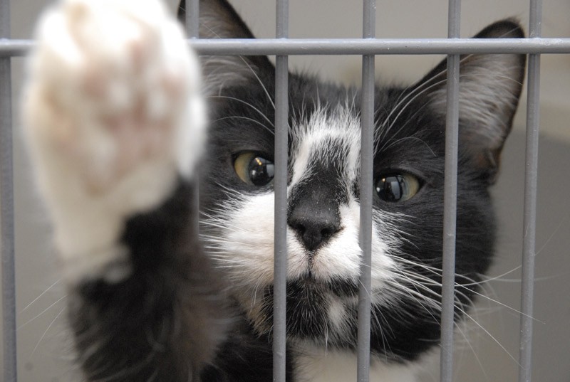 Löytökissa numero 895 haluaa uuden kodin.