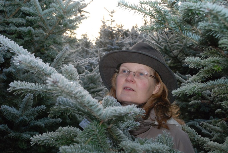 Pakkasaamuna palsamipihtojen keskellä tulee hyvinkin jouluinen tunnelma. Pihdat sopisivat joulupuiksi hyvin niiden metsäkuusta säännöllisemmän muodon ja neulasten pysyvyyden vuoksi. - Palsamipihdassa on lisäksi hieno tuoksu, kertoo Kaija Puputti.