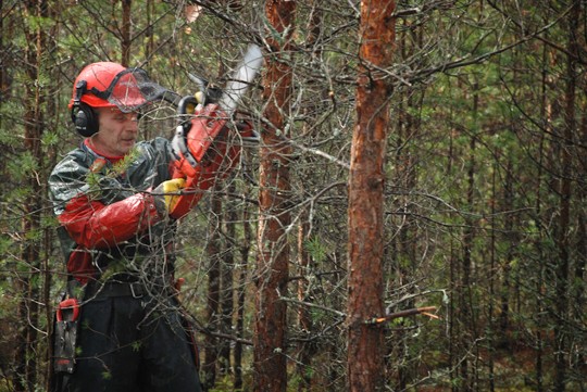 Veijio Lukkaroinen karsi nuorta taimikkoa Pekka Arimaan metsässä perjantaina.