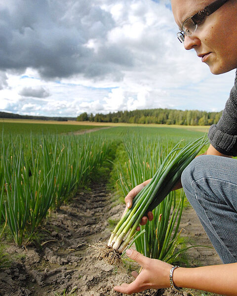 Hanna Holma esittelee siroa salaattisipulia.