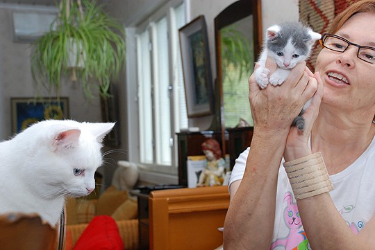 Pallo ja Hilla ovat osa Leena Ahon uutta kotia kaipaavasta kissakatraasta.