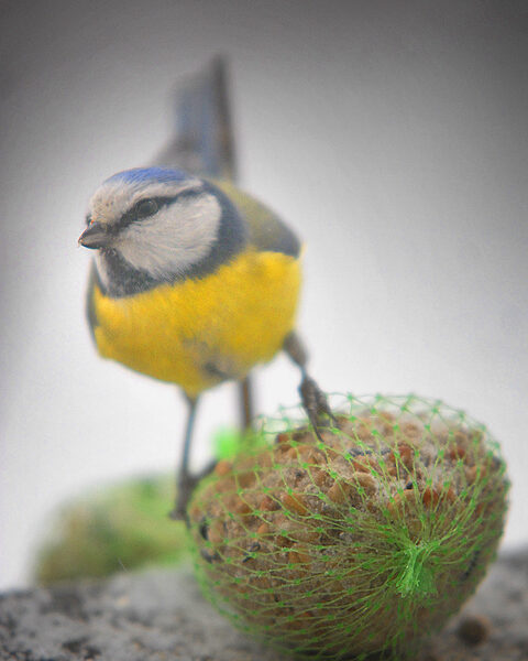 Sinitiainen on Kokkosen lintulaudan vakiovieraita.