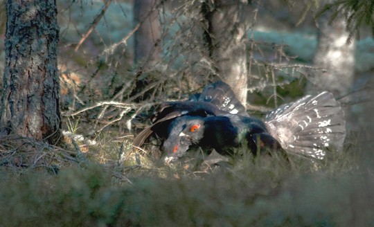 Lääninrajan metsässä voi nähdä luonnossakin taistelevat metsot. Kuva Ana Schorin.
