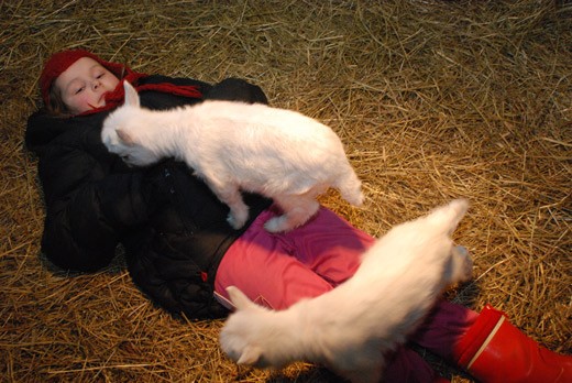 Lumipallo ja Routa kipusivat Helmiina Loikkasen mahan päälle.