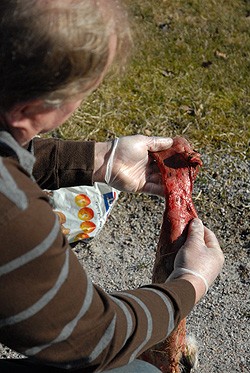 Erkki Patrakka näyttää, millaiset jäljet eläimen nahkaan jää ilveksen vahvoista hampaista.