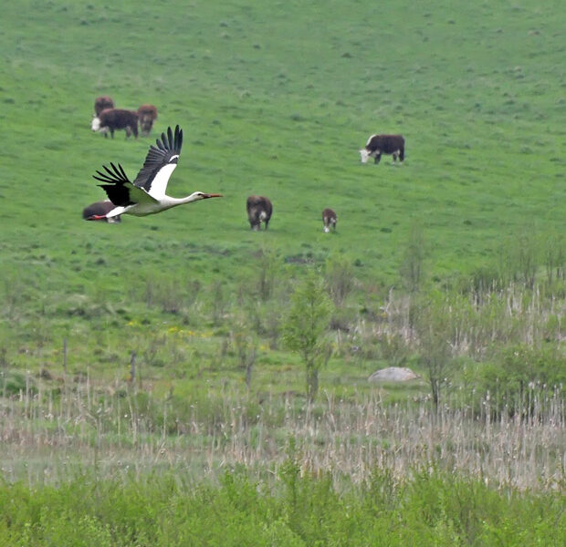 Kattohaikara liitelee laitumen yllä. Kuva Jarmo Markkanen.