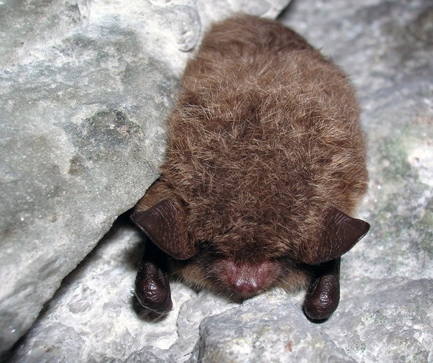 Vesisiippa vetelee unia kiven halkeamassa.