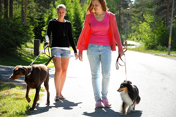 Omien lemmikkien hoito tuli koulupäivien päälle. Katri Salomaan (vas) ja Ida Tallqvistin kanssa lenkillä Jade ja Noora.