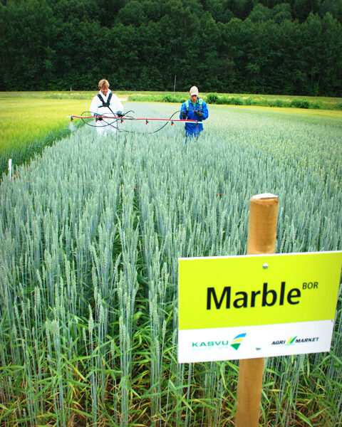 Mickel Nyström sai typpiruiskutukseen apuriksi Sokerijuurikkaan tutkimuskskuksesta Markus Sjöholmin. 20 metrin palsta piti ruiskuttaa 21 sekunnissa, jotta ainetta riitti tasaisesti.