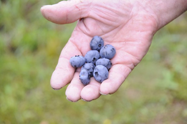 Litran pensasmustikkaa kerää äkkiä.