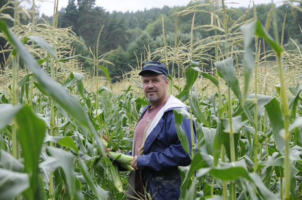 Teijo LEhtola maissipelossa, sato valmistuu juuuri.
