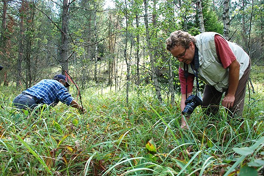 Hannu Kulmala merkitsi lehtonoidanlukon, Iiro Ikonen kuvasi kasvin.