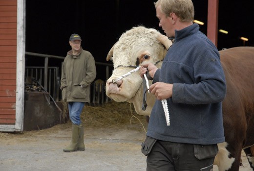Sami Käiväräinen vie tonnin painoisen Gennadin kävelylle. Takana Fredrik von Limburg Stirum.