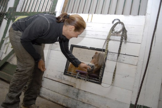 Senita Pukki on Teijon tallin uusi yrittäjä.