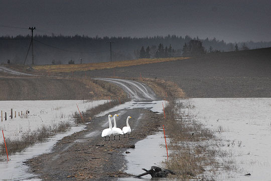 Saarenjärvi tulvii tielle. Joutsenia uiskentelee tien molemmin puolin.