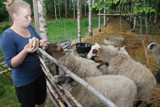 Kainuunharmas- lampaat tulevat aidalle katsomaan, mitä hyvää Sonja Alrothilla olisi tänään tarjota.