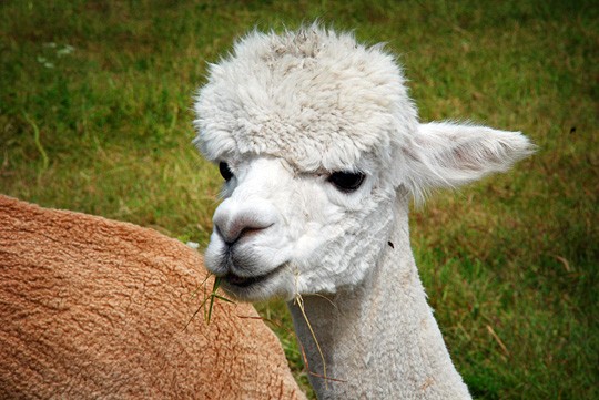 Näistä veijareista saadaan kolmesta kuuteen kiloa villaa vuodessa.