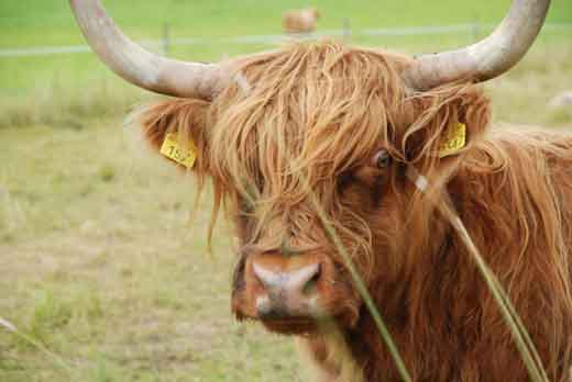 Tässä olisi tarjolla maisemanhoitaja mökkitontille.