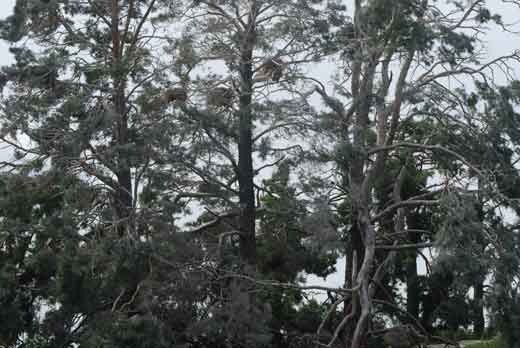 Merimetsojen jätökset näkyvät puissa ja kivillä.