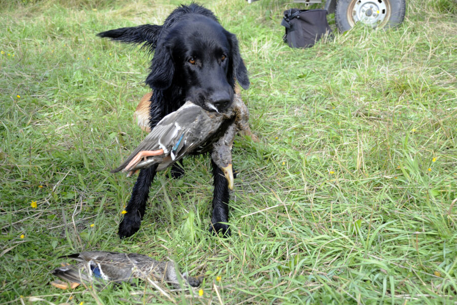 Peppi esitteli ylpeänä noutamaansa saalista.