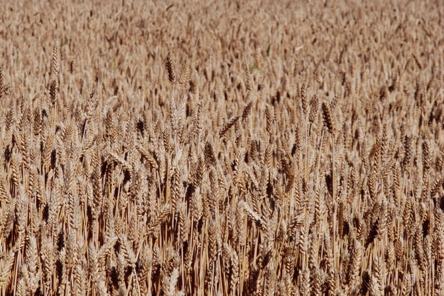 Viljaa puitiin tällä viikolla Perniössä muun muassa Jussi Larken pelloilla.