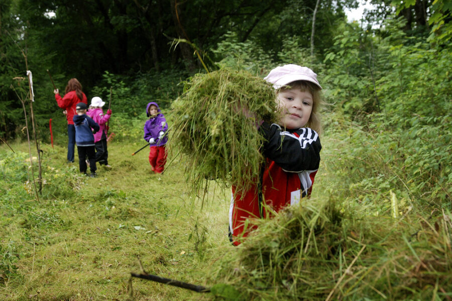 Neljävuotias Pinja kiikutti reippaana haravoitua heinää kottikärryihin.