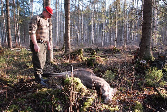 Hirvijahti alkaa syyskuun lopusssa, joskin käytännössä metsälle lähdetään vähän myöhemmin syksyllä. Arkistokuva vasan kaataneesta Erkki Patrakasta on vime syksyn jahdista.