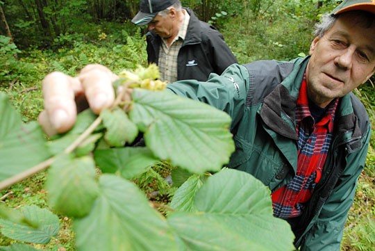 Pähkinää on tuloillaan, näyttävät Juha Kaarlonen (vas) ja Hannu Kulmala.