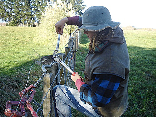 Yksi työ muiden joukossa: Laura Vuorijoki korjaa laitumen aitaa.