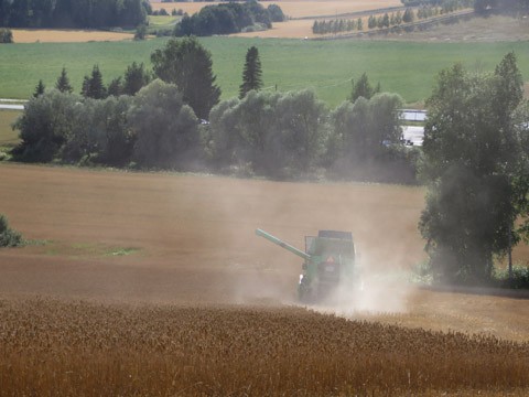 Kevätvehnäpelto pöllysi toden teolla Hannu Mäkelän puimurin jäljiltä.