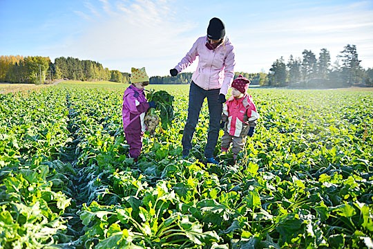 Kokeeksi nostettu juurikas on muhkea. Särkisalossa pellon laidalla ovat Lotta Laustin kanssa kasvustoja tarkastamassa tyttäret Venla ja Eveliina.