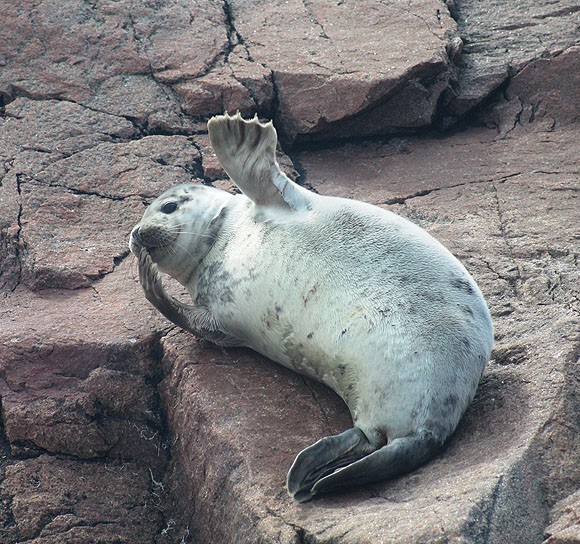 Peppi WIlson kuvasi hylkeen Bengtskärin lähellä.