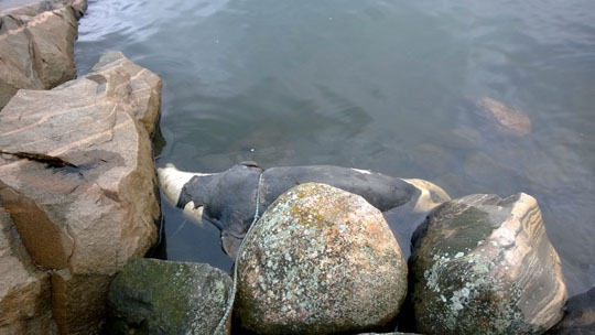 Kuollut hylje oli köytetty rantakiviin. Kuva Pekka Meronen