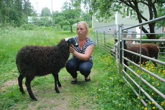 Kolme kuukautta vanhat pässikaritsat tulivat Sonja Ahlrothille yllätyksenä.