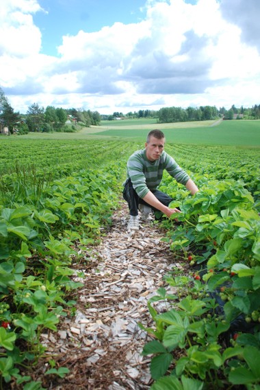 Ylönkylässä alkukesän olot ovat olleet otolliset mansikalle, kertoo Kalle Vainio.