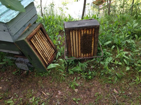Karhun vierailun jäljeltä osa hunajakennoista oli rikki ja osa heitelty minne sattuu.