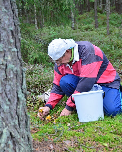 Aulis Sipilä kumartuu poimimaan taas muutaman kantarellin.