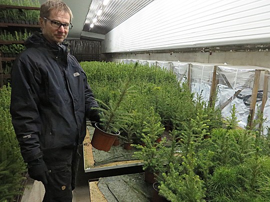 Pekka Uusitalon taimitarhassa varttuu paitsi tryffelihavupuita, myös tutumpia taimia kuten pikkuriikkisiä joulukuusenalkuja.