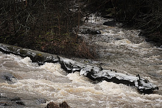 Kiskonjoki kuohuu Latokartanon kosken yläpuolella.