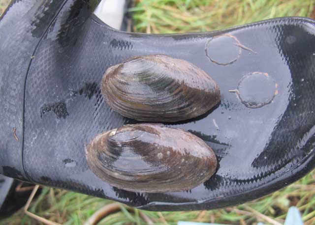 Vuollejokisimpukka elää virtaavissa vesissä sora-, hiekka- ja savipohjilla ja sitä tavataan yli kymmenestä joesta.