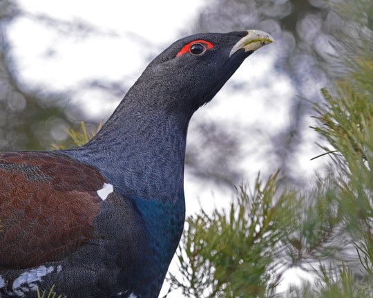 Ukkometso saattaa syödä päivässä jopa 400 grammaa männynneulasia.