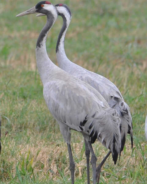 Kurjet yöpyvät papyruskaislan ympäröimässä Agamon järvessä. Hulen laaksossa viettää talvea yli 30 000 kurkea.