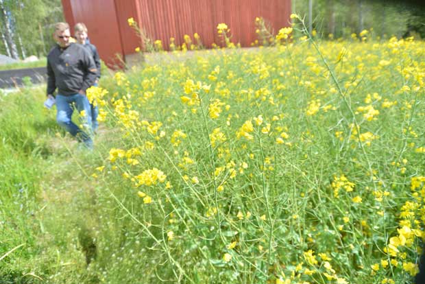 Muurlalaiset Juhani ja Turkka Tamminen tutkivat syysrapsin kasvustoja Särkisalossa tiistaina. Rapsi kiinnosti lisänä viljelykiertoon.