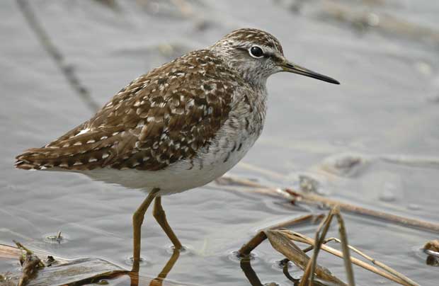 Liro on kesäisten lieterantojen runsaimpia kahlaajia. Liroja pesi Perniössä 1960 –luvun lopulla useassa eri paikassa. Nykyisin liro on tiettävästi vain läpimuuttaja Perniössä.